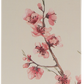 JAPANESE GARDEN (CHERRY BLOSSOM)